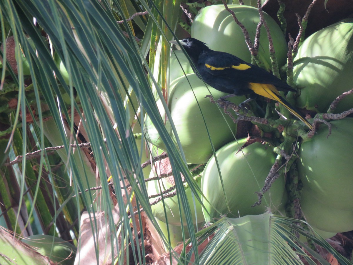 Yellow-winged Cacique - ML411503821