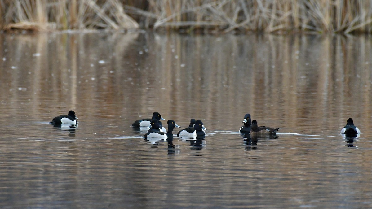 Ring-necked Duck - ML411503921