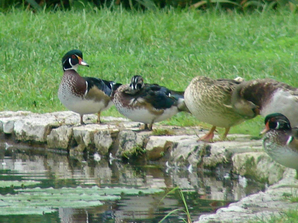 Wood Duck - ML41150401