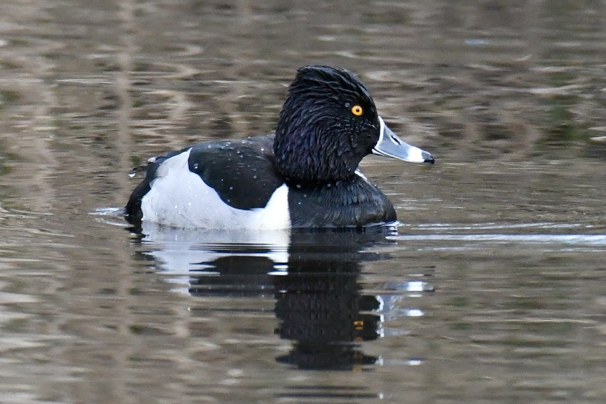 Ring-necked Duck - Della Alcorn