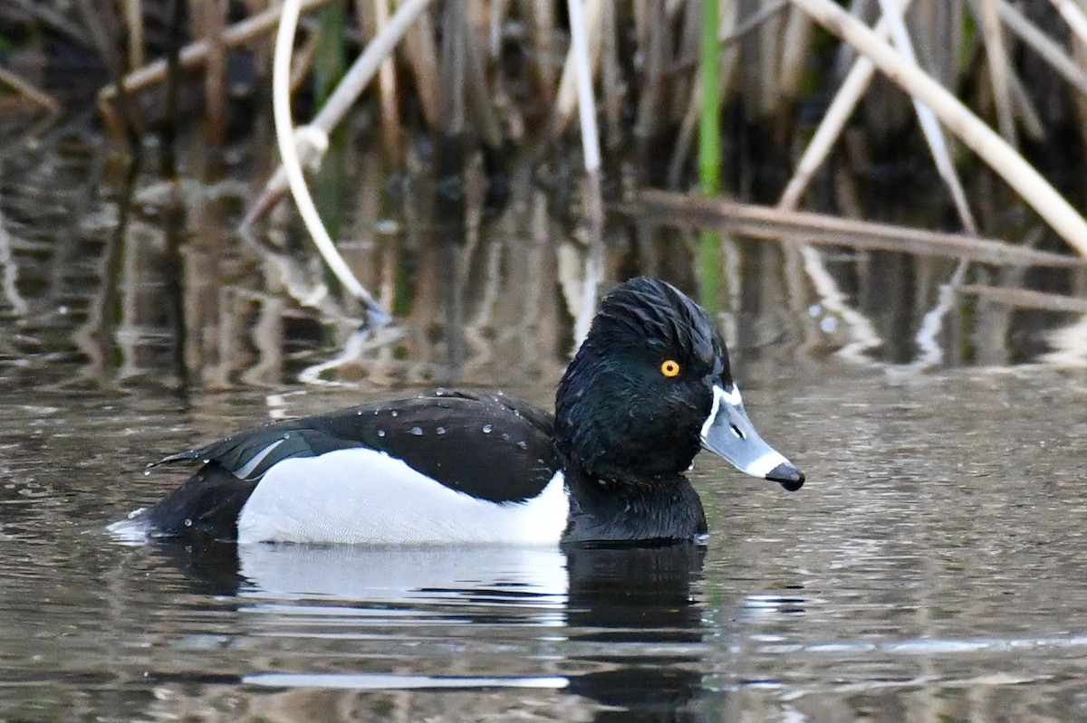 Ring-necked Duck - Della Alcorn