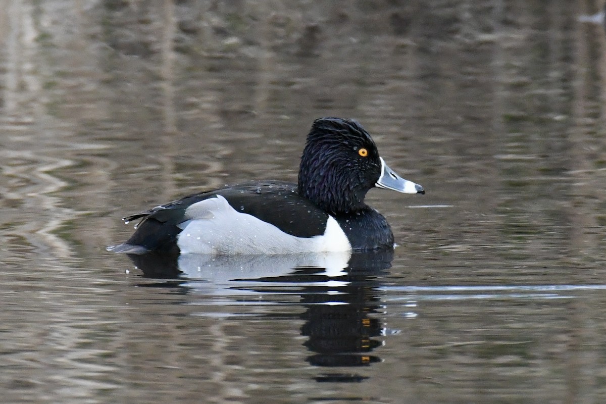 Ring-necked Duck - Della Alcorn