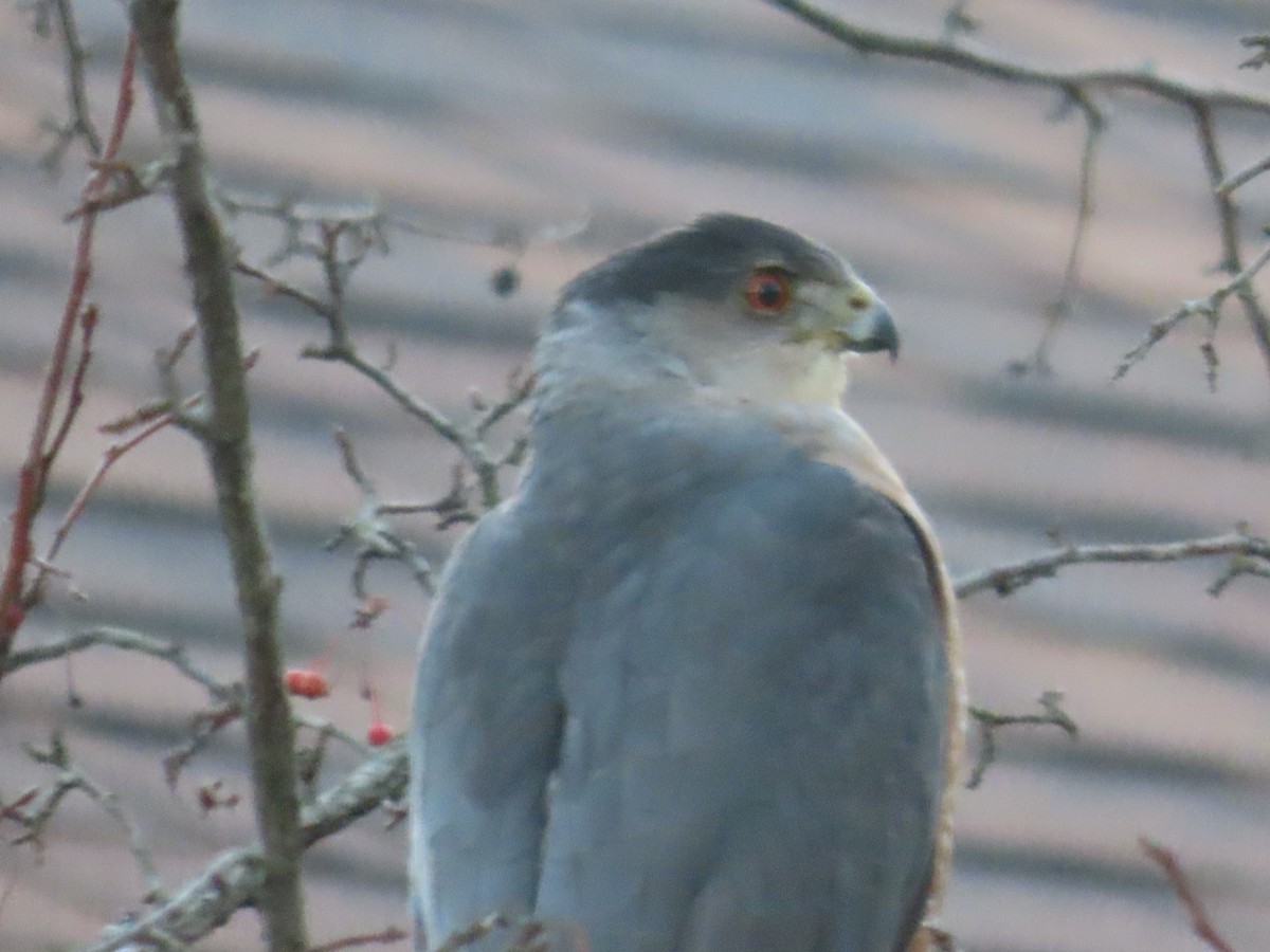 Cooper's Hawk - ML411504551