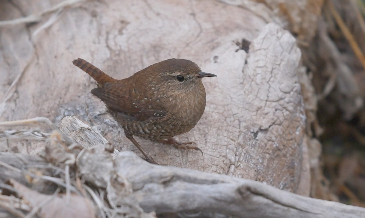 Winter Wren - ML411504991