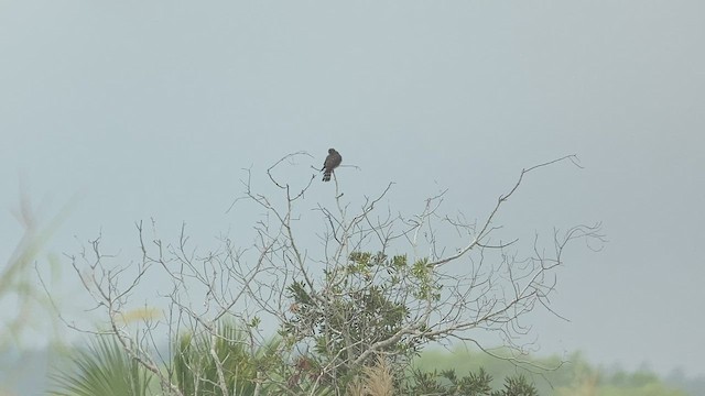 Boz Doğan (columbarius) - ML411505511