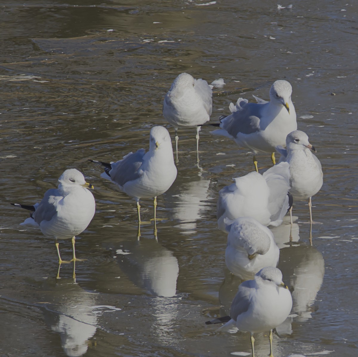 Ring-billed Gull - ML411505571