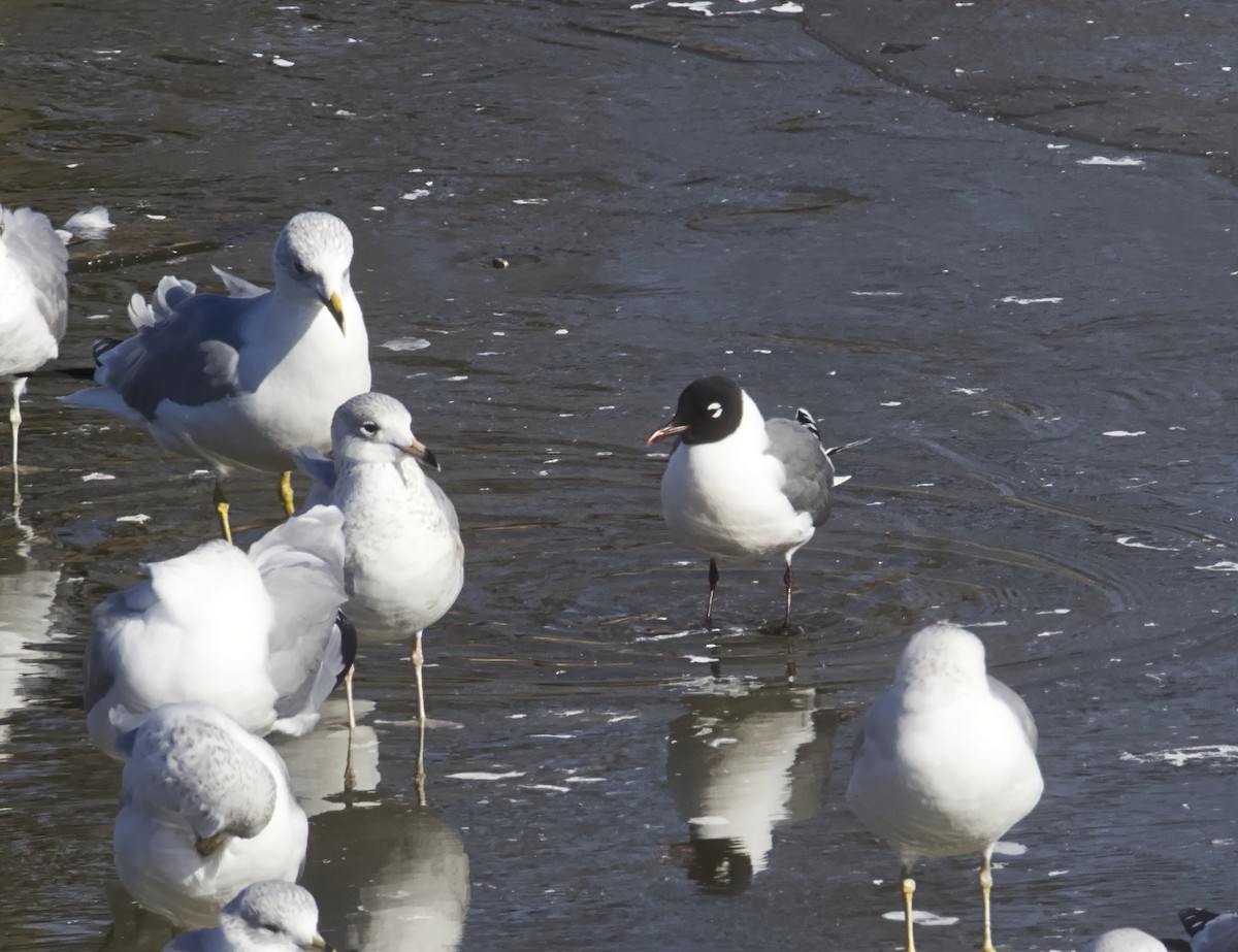 Mouette de Franklin - ML411505651