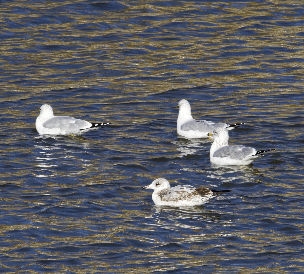 Ring-billed Gull - ML411505801