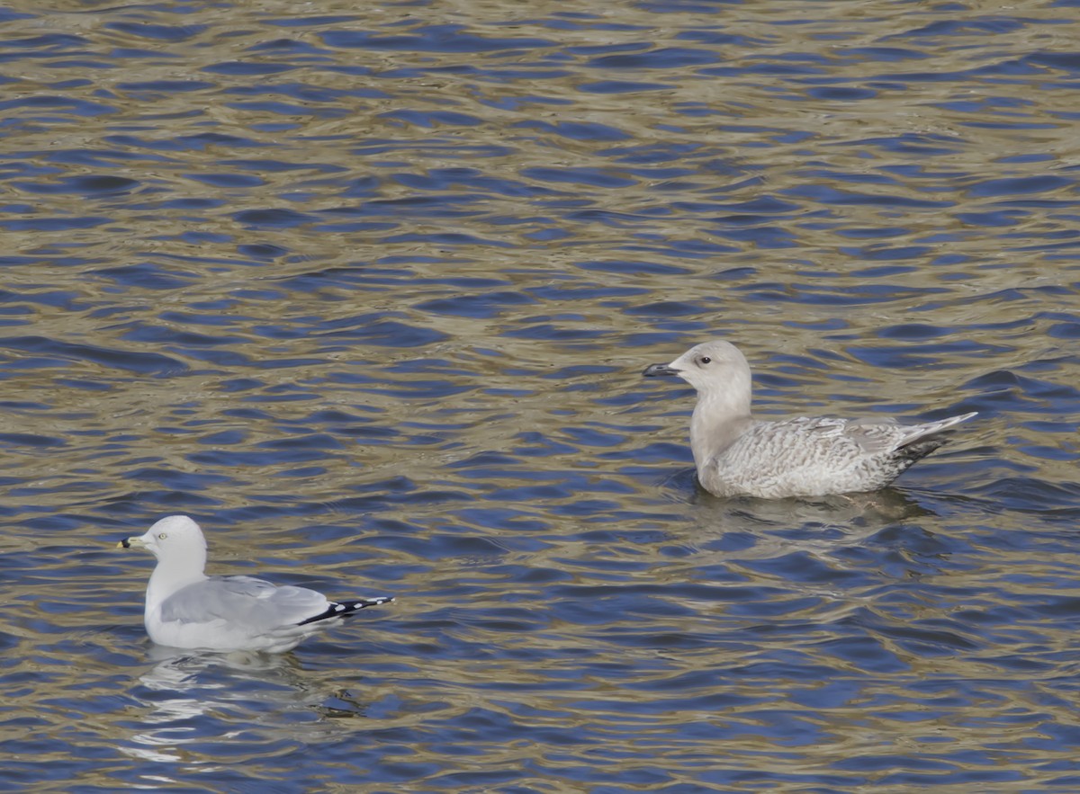 Gaviota Groenlandesa (kumlieni) - ML411505941