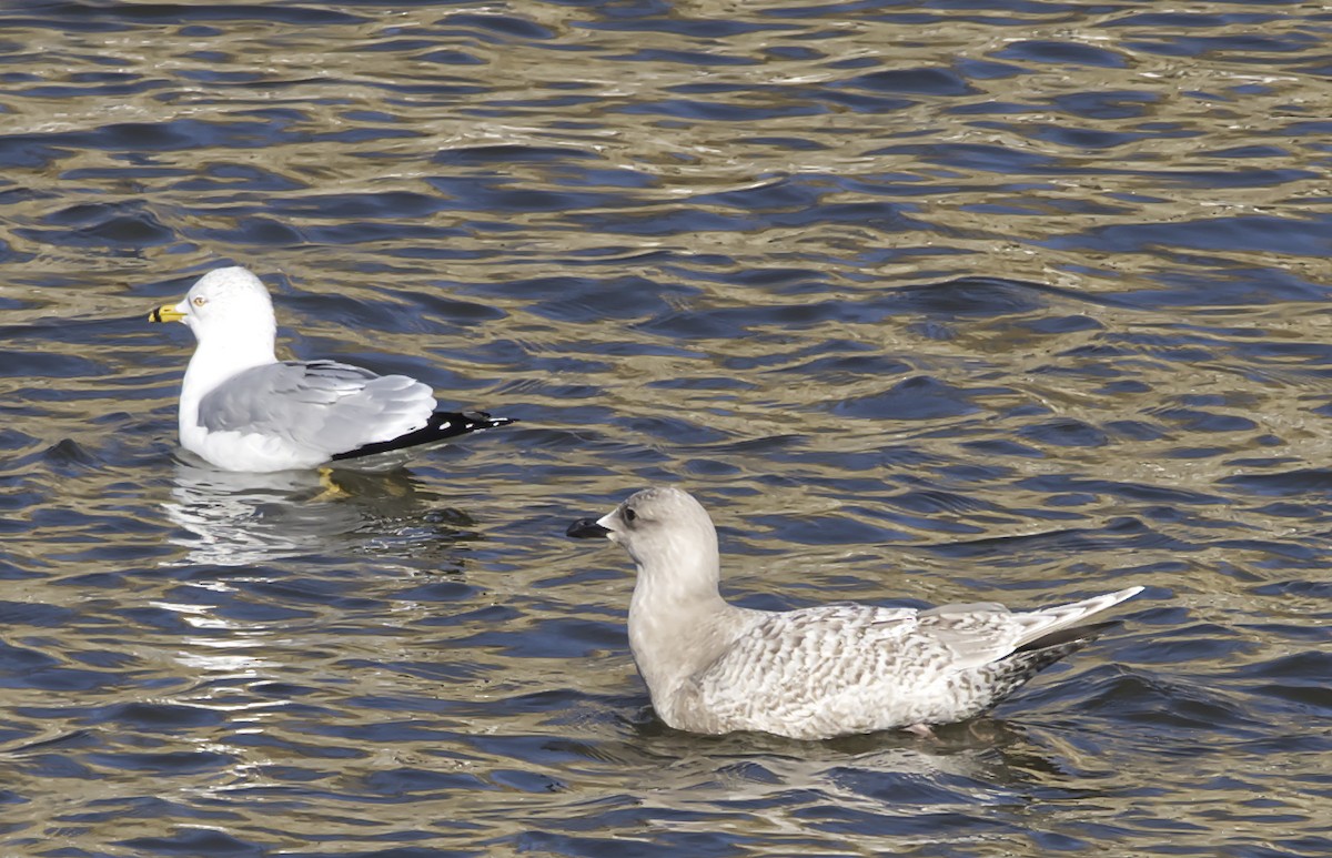 Gaviota Groenlandesa (kumlieni) - ML411506041