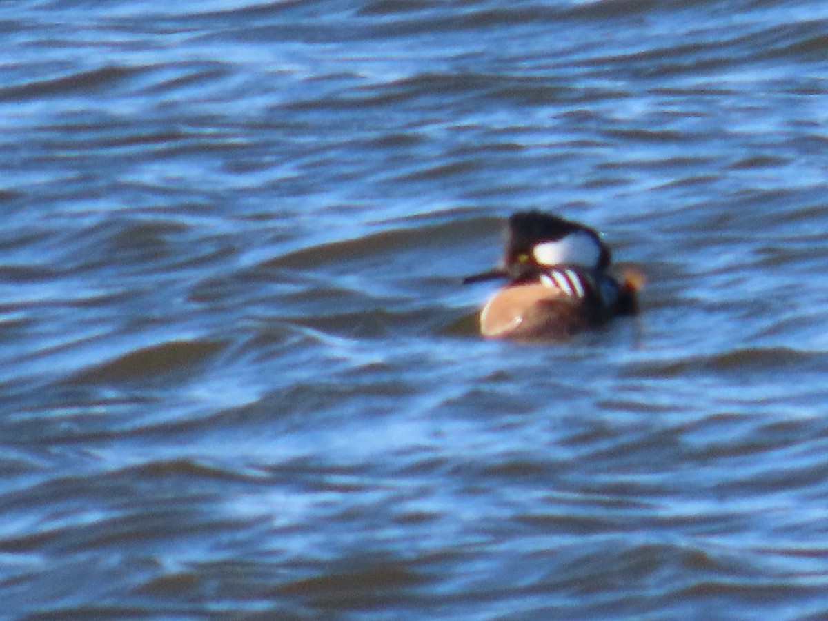 Hooded Merganser - ML411506071