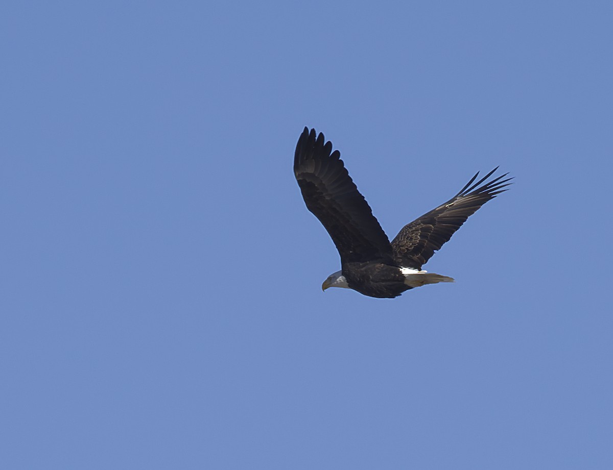 Bald Eagle - ML411506201