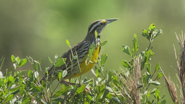 Eastern Meadowlark (Eastern) - ML411506291