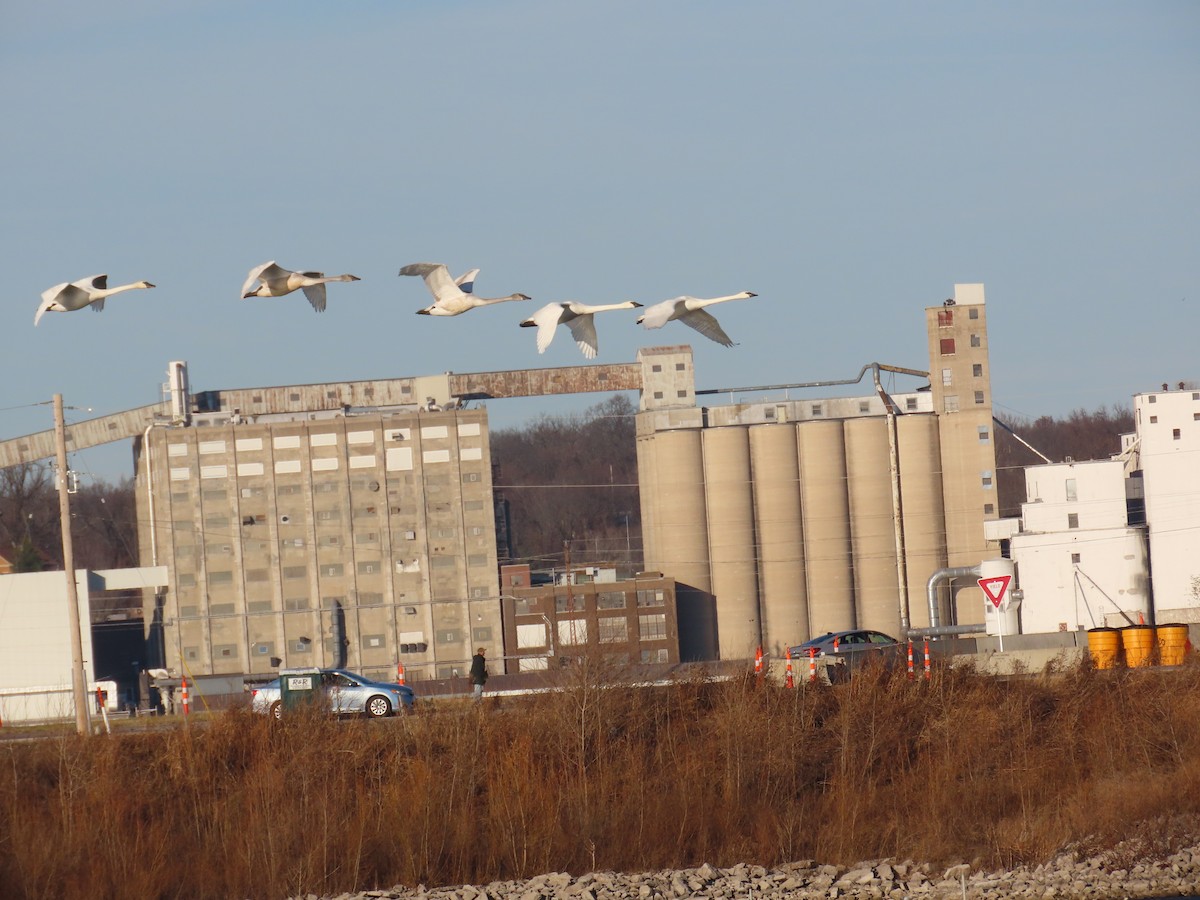 Trumpeter Swan - ML411506331