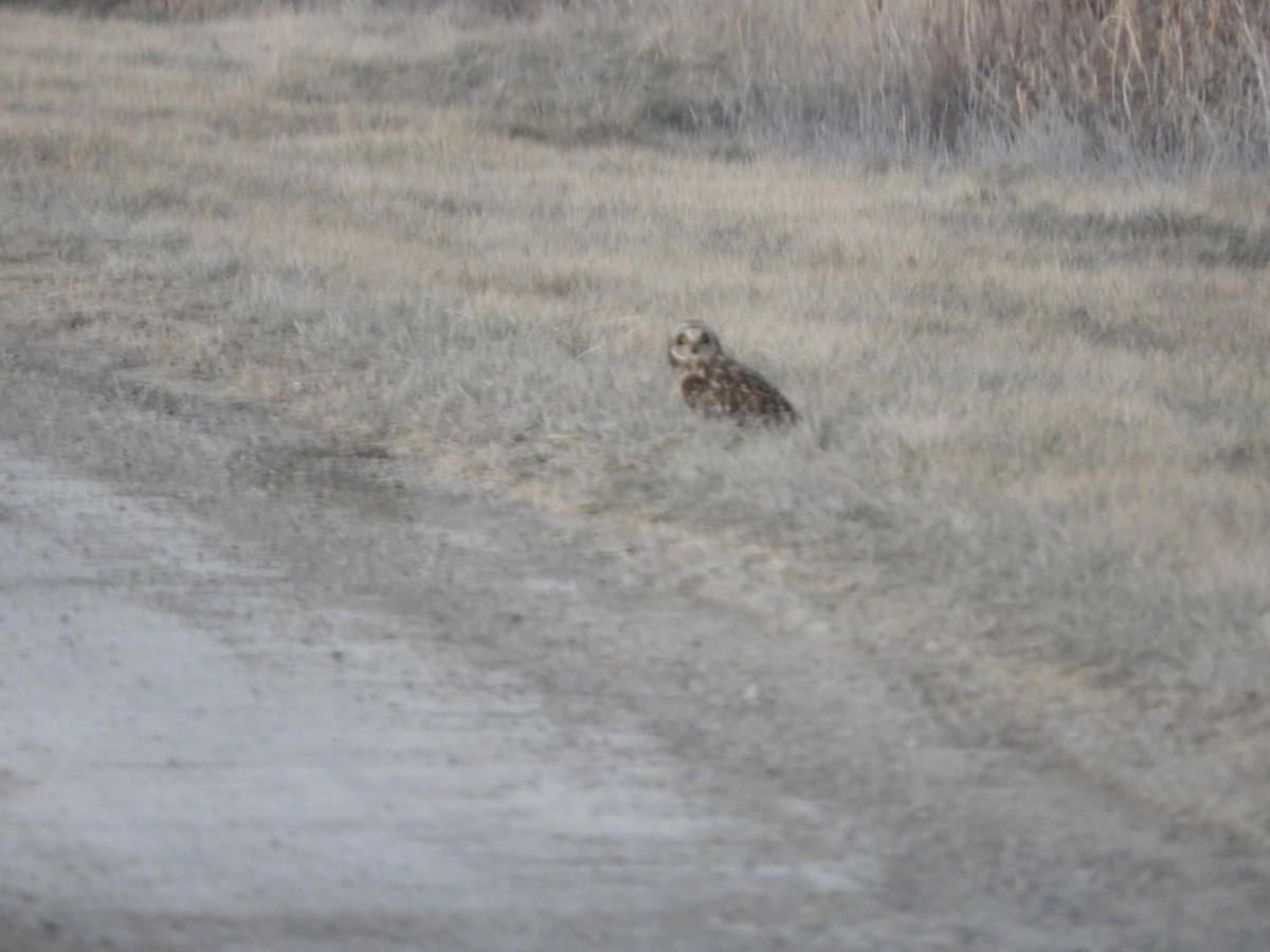 Short-eared Owl - ML411507801