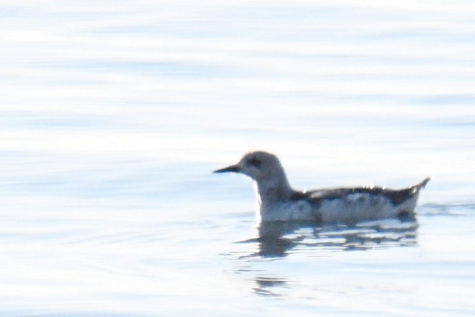 Black Guillemot - ML411509801