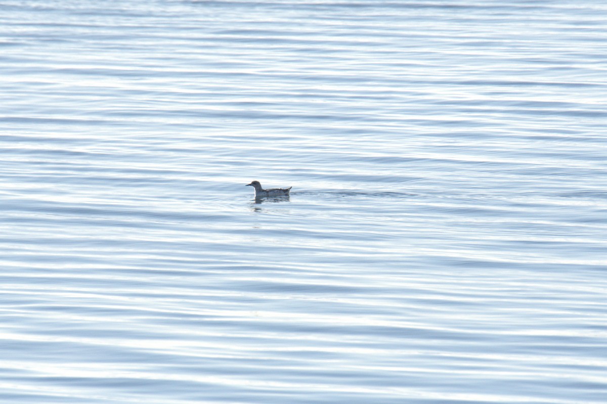 Black Guillemot - ML411509831