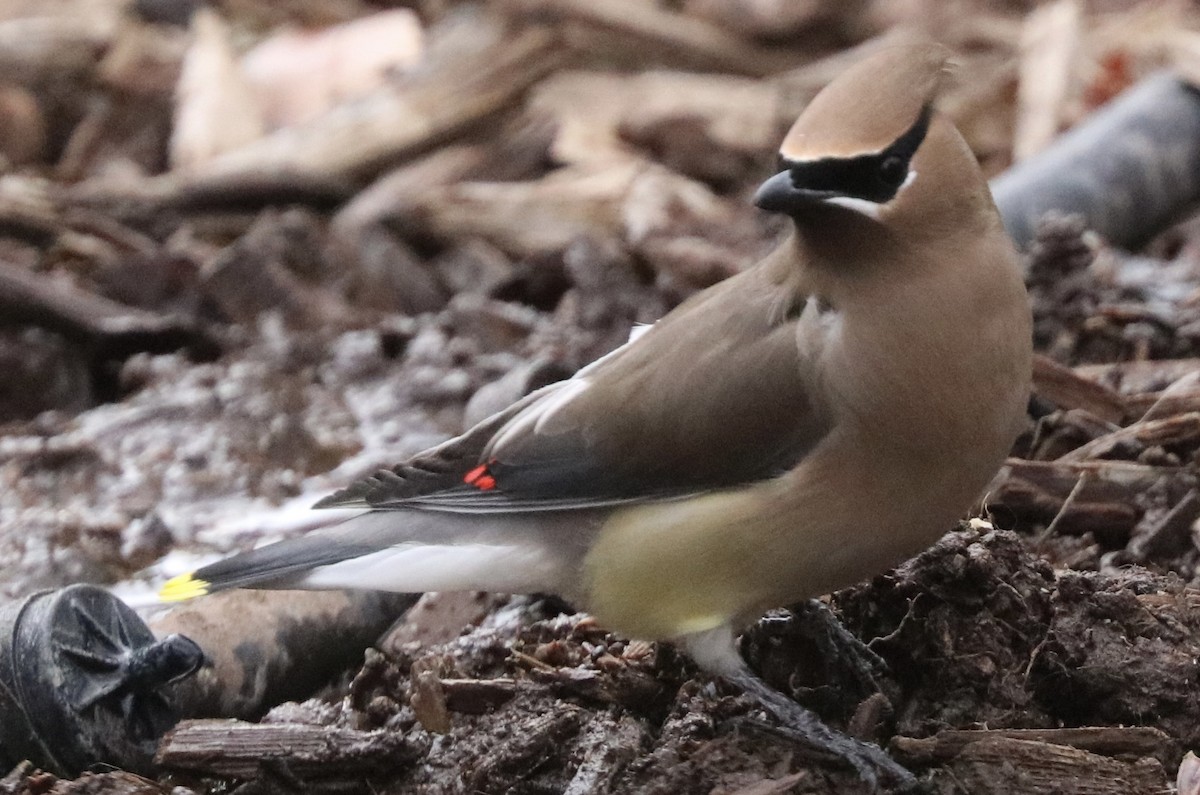 Cedar Waxwing - ML411510211