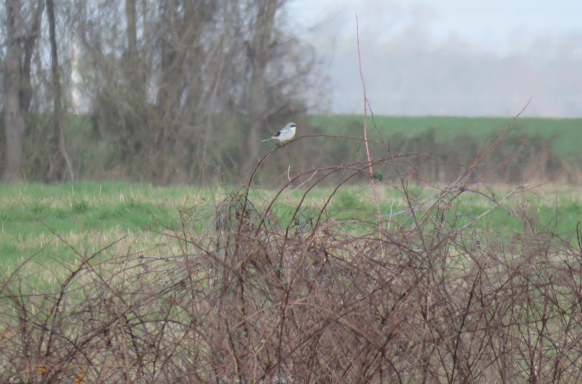 Loggerhead Shrike - ML41151101