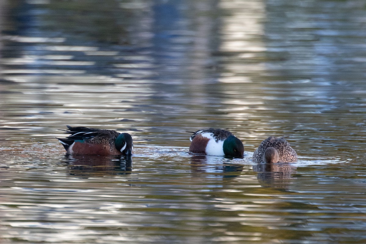 Cinnamon Teal x Northern Shoveler (hybrid) - ML411511591