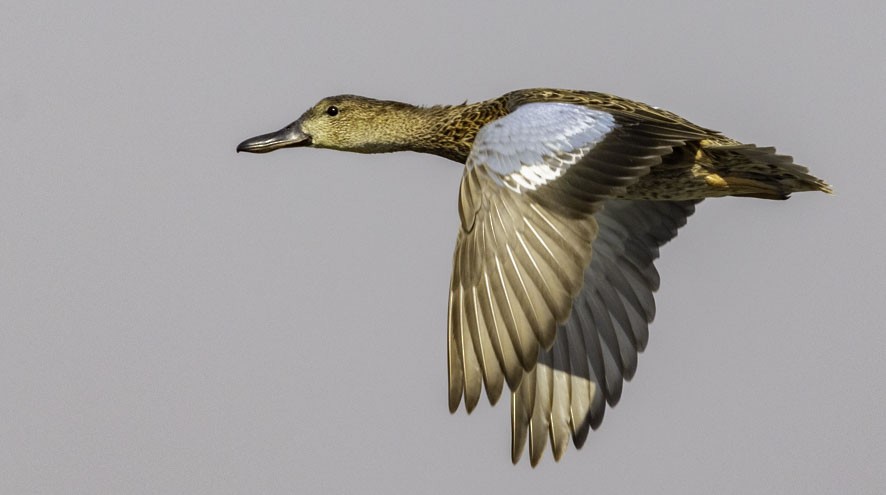 Blue-winged Teal - Sergio Rivero Beneitez