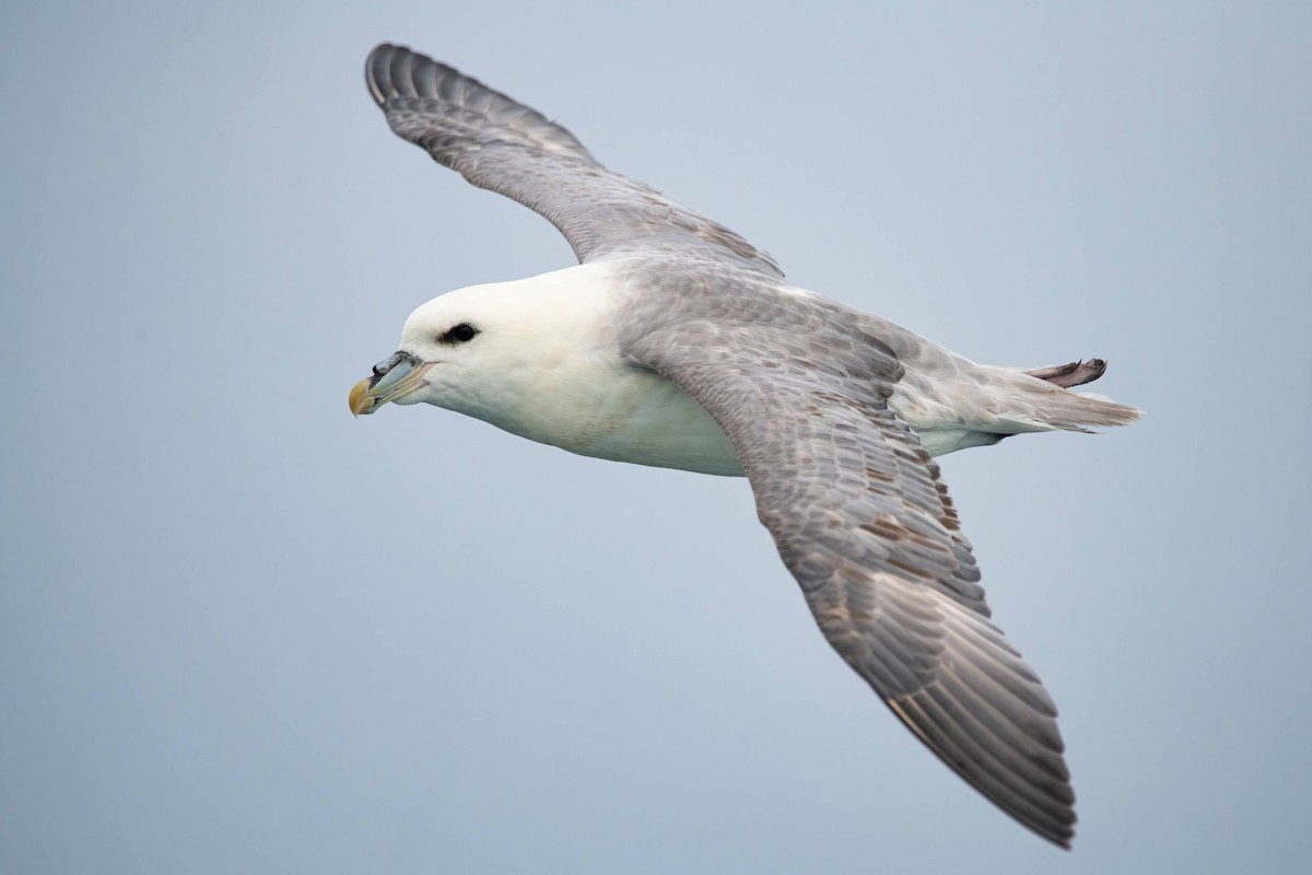 Northern Fulmar - ML411512691