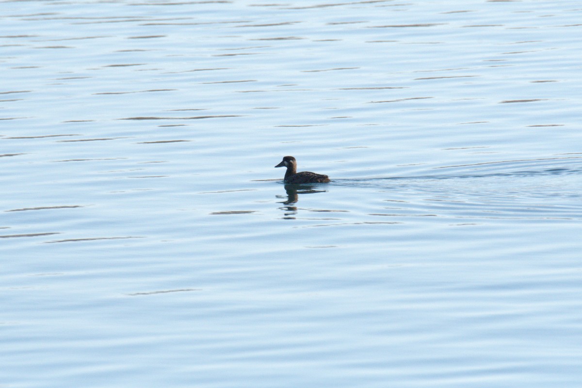 Surf Scoter - ML411513311