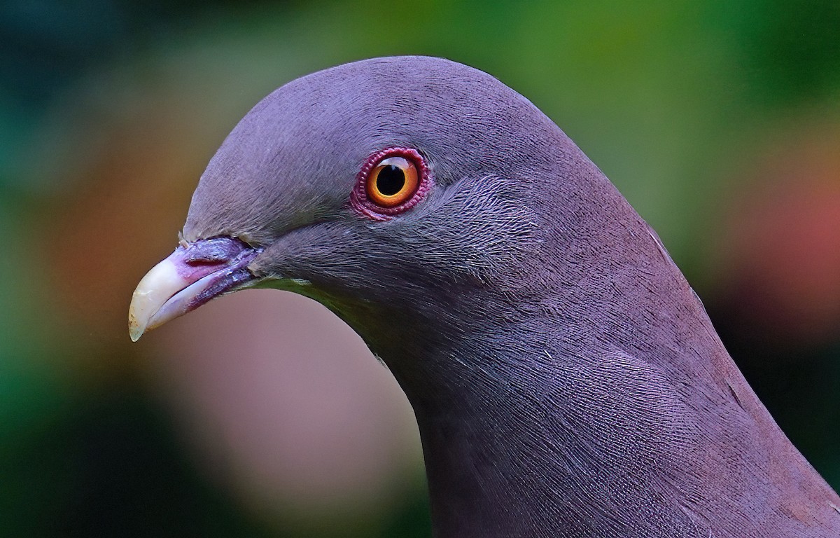 Pigeon à bec rouge - ML411513701