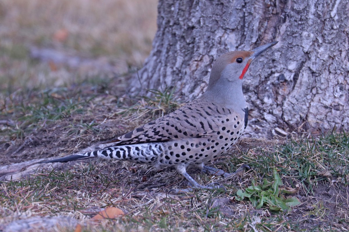 Northern Flicker (Red-shafted) - Chuck Gates