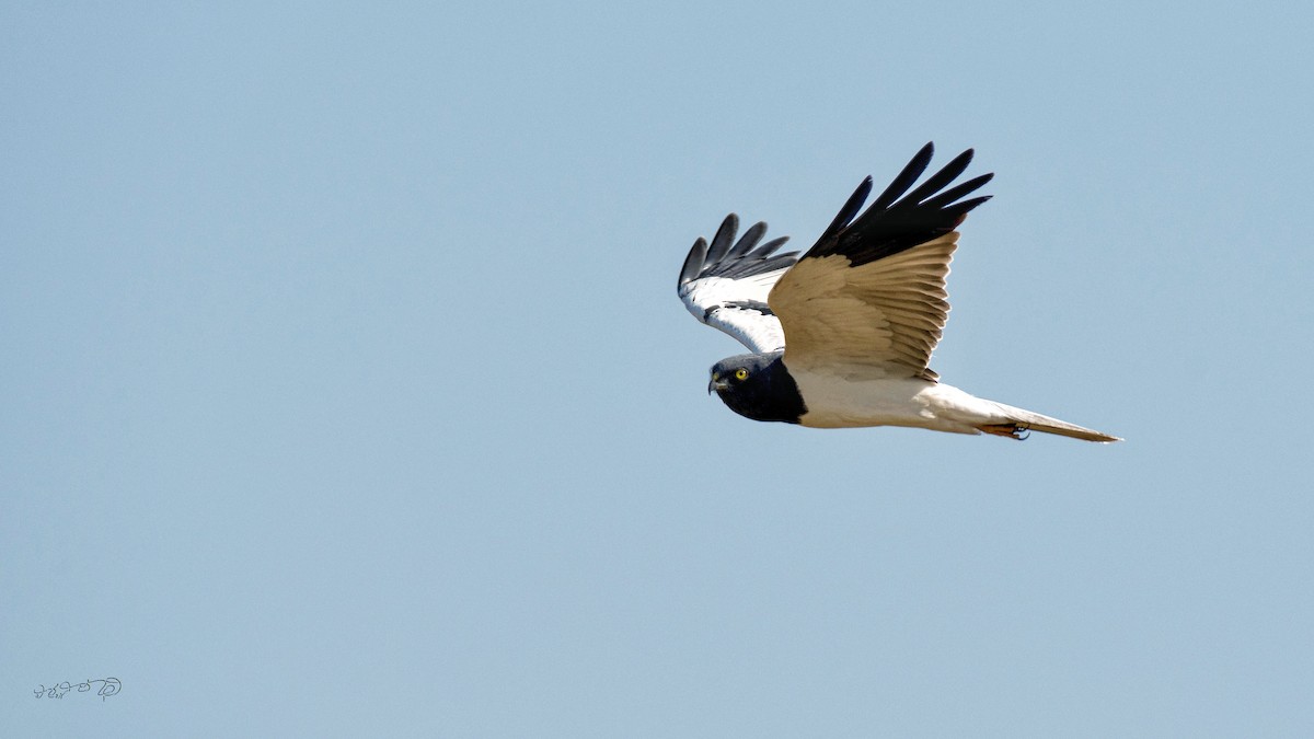 Pied Harrier - ML411514091