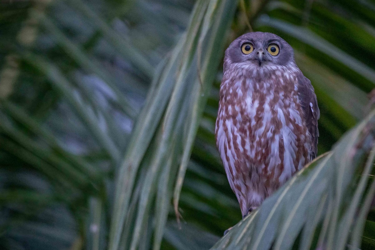 Barking Owl - ML411514571