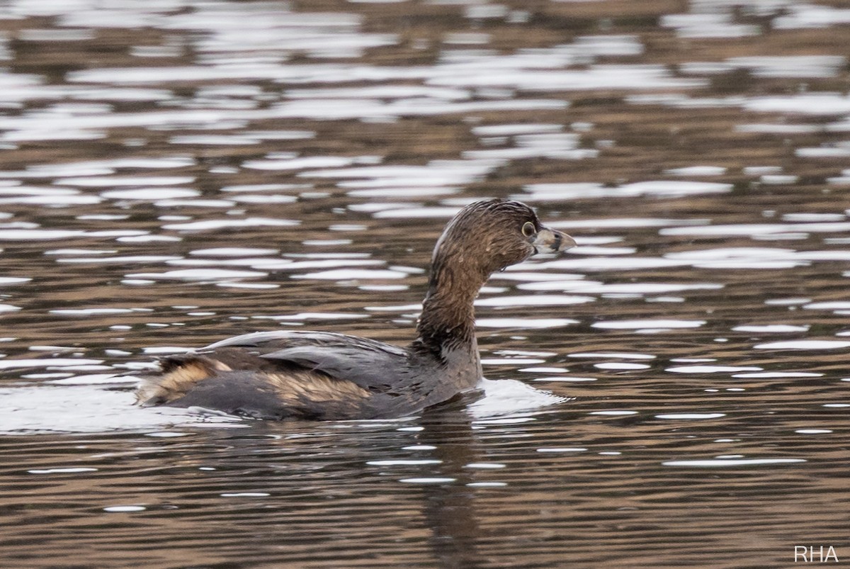 Pied-billed Grebe - ML411514661