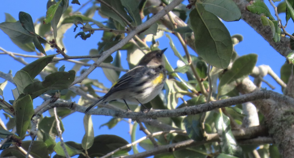 Yellow-rumped Warbler - ML411515151