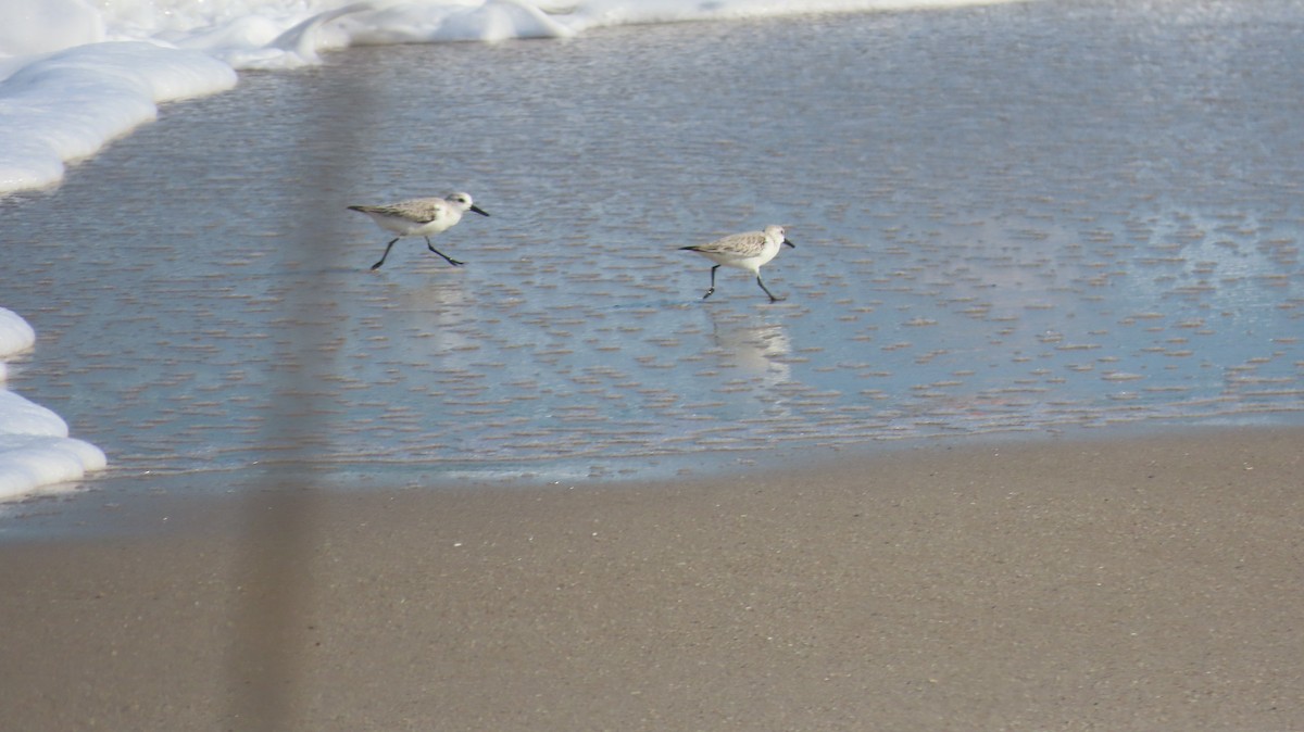 Bécasseau sanderling - ML411516481