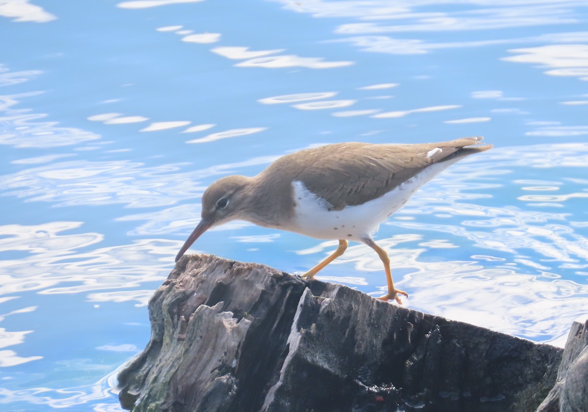 Spotted Sandpiper - ML411516741