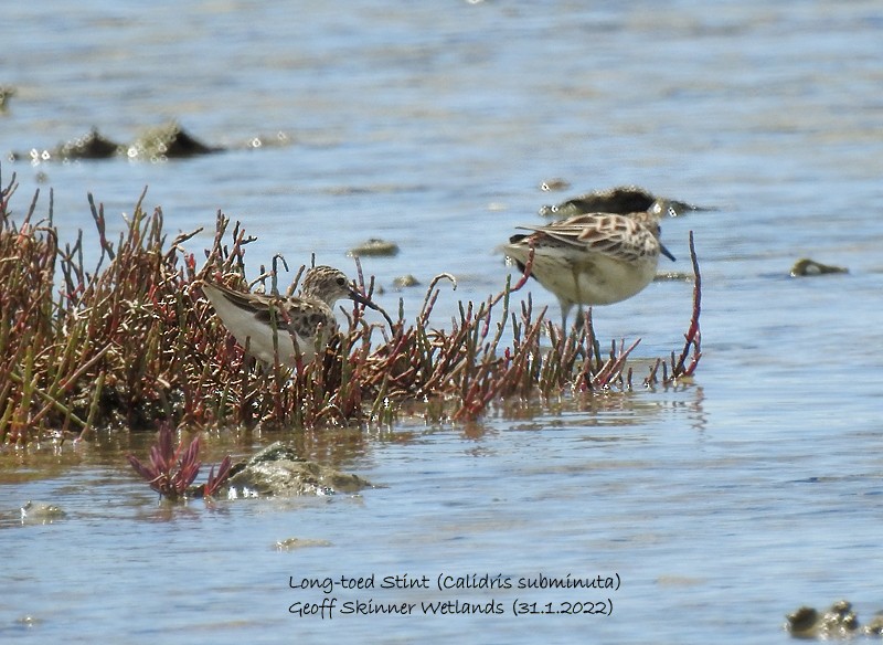 Langzehen-Strandläufer - ML411518631