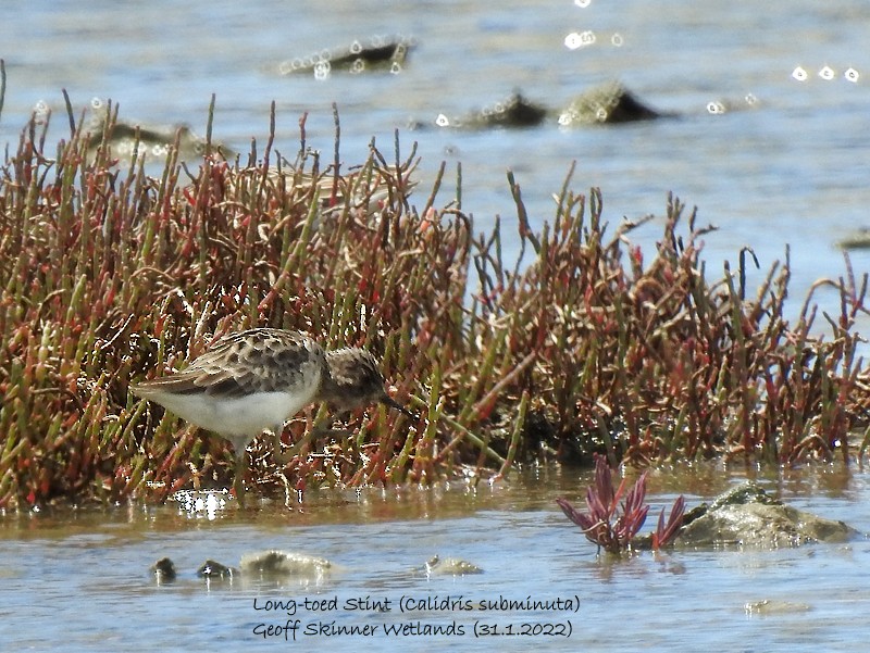 Langzehen-Strandläufer - ML411518661