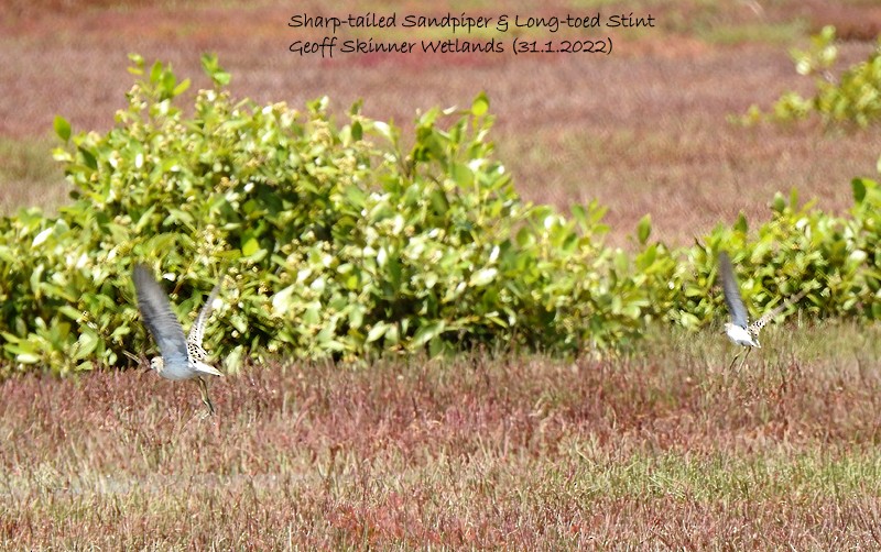 Long-toed Stint - ML411518671