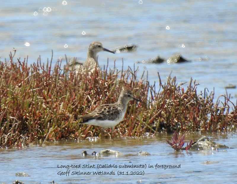 Langzehen-Strandläufer - ML411518741