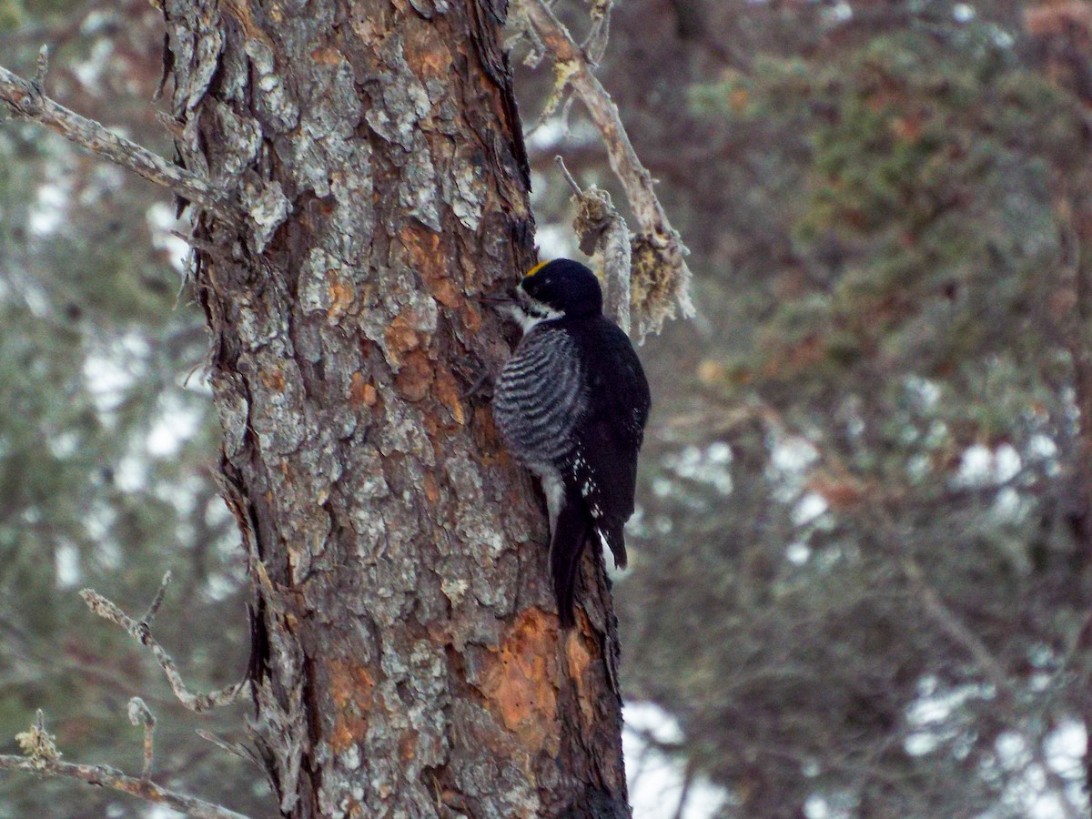 Black-backed Woodpecker - ML411519031