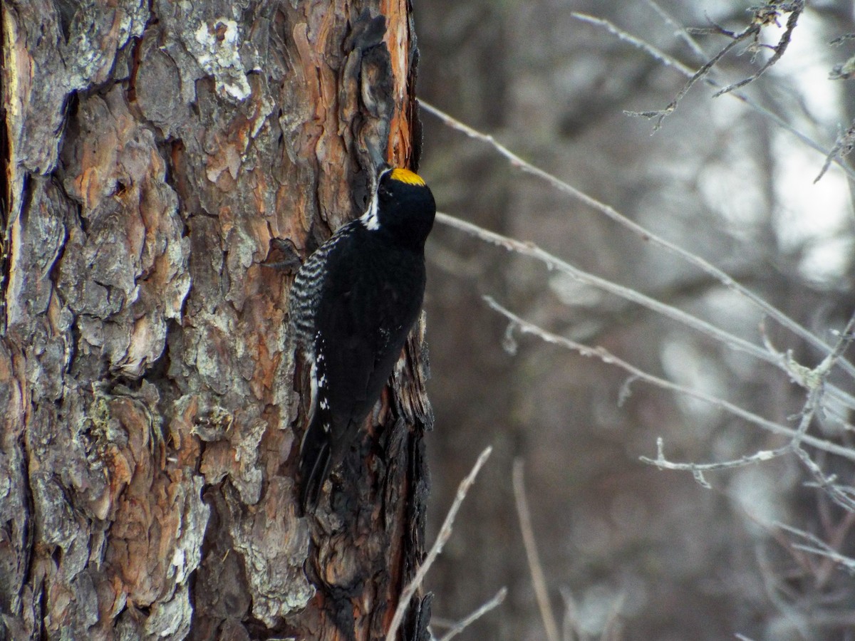 Black-backed Woodpecker - ML411519101