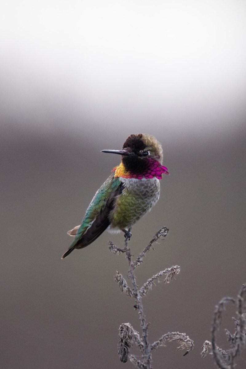 Anna's Hummingbird - ML411519151