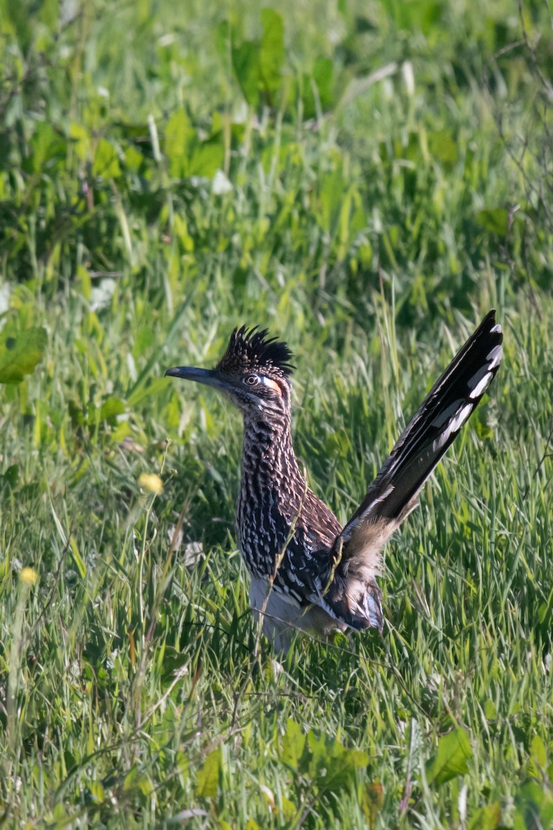 Greater Roadrunner - ML411519411