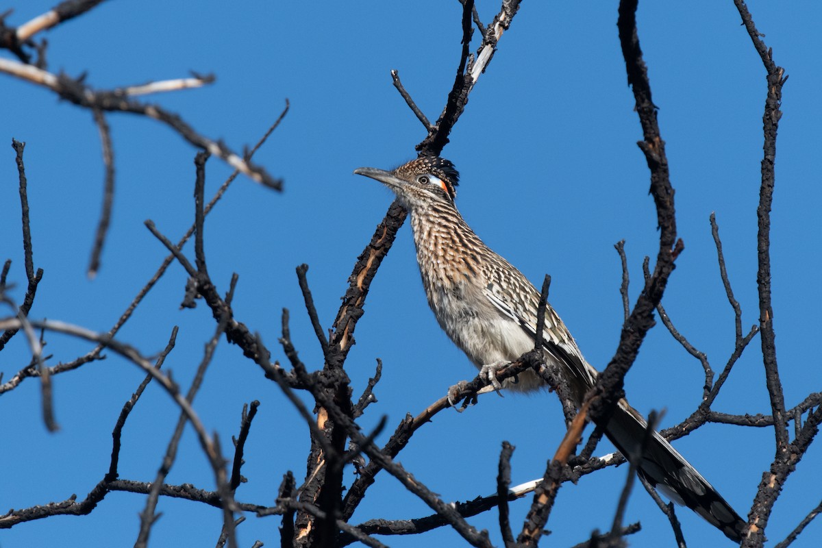 Greater Roadrunner - ML411519421