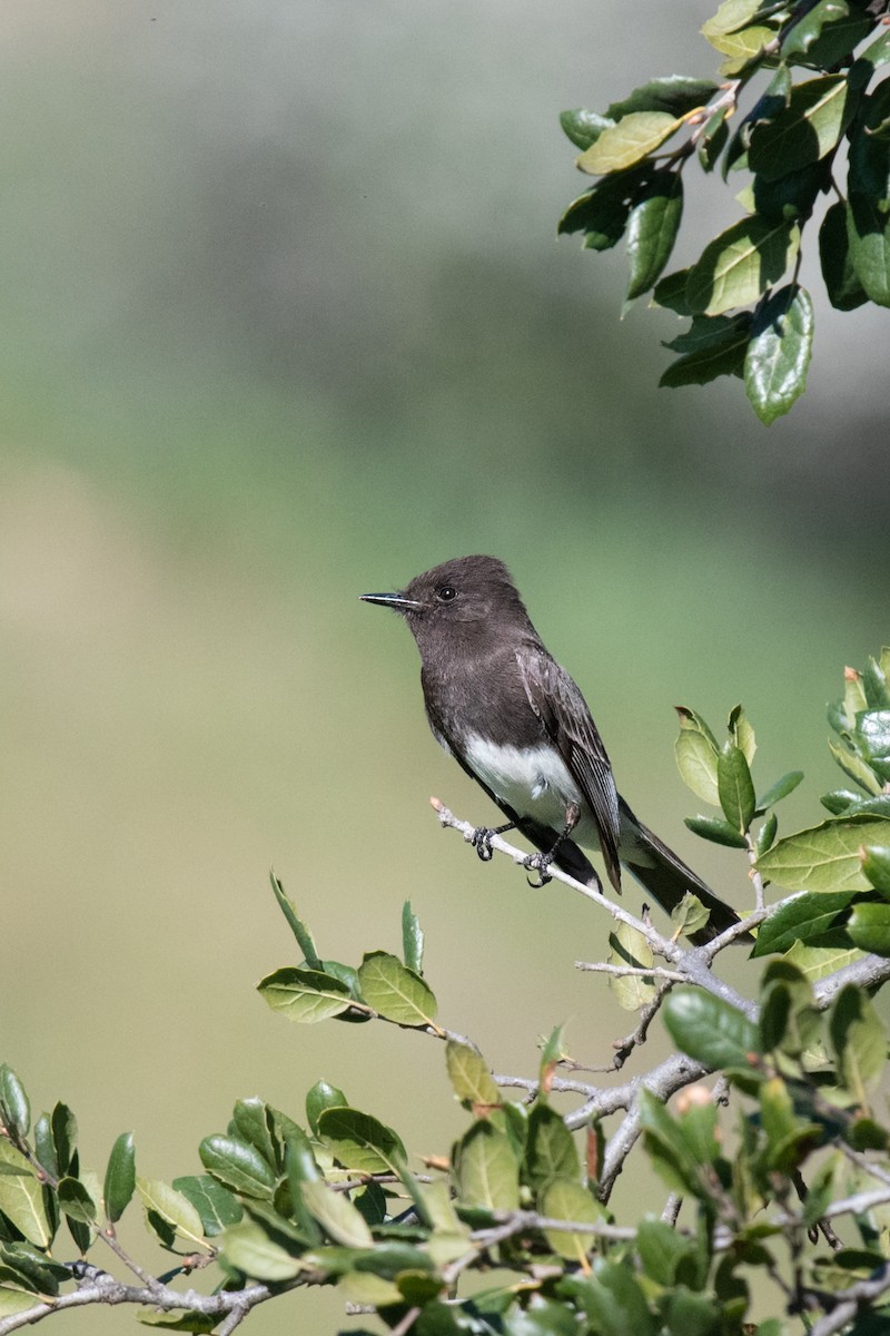 Black Phoebe - ML411519461