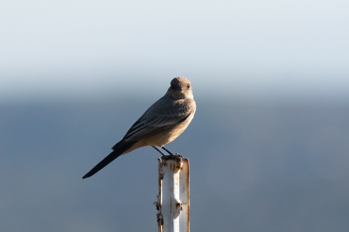 Moucherolle à ventre roux - ML411519511
