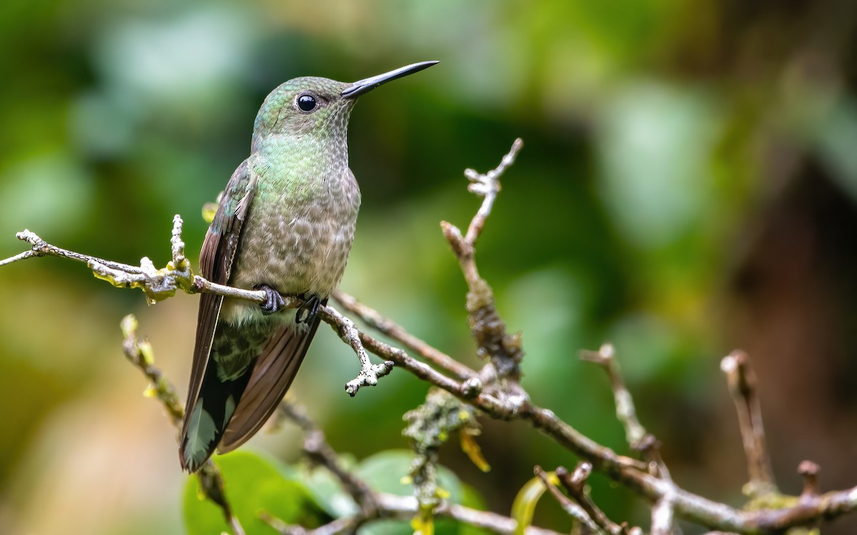 Scaly-breasted Hummingbird - ML411520801