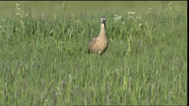 Long-billed Curlew - ML411522