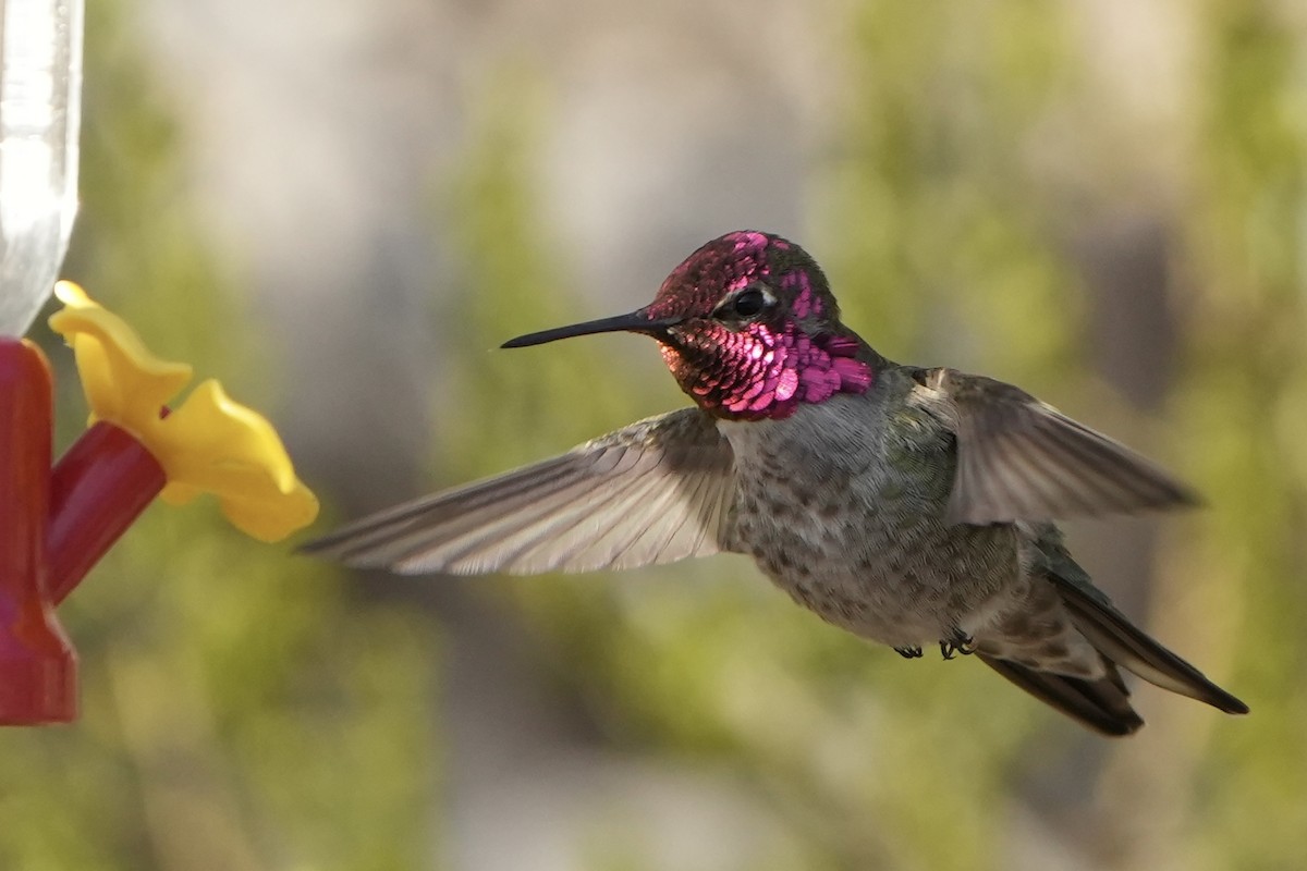 Anna's Hummingbird - ML411522621