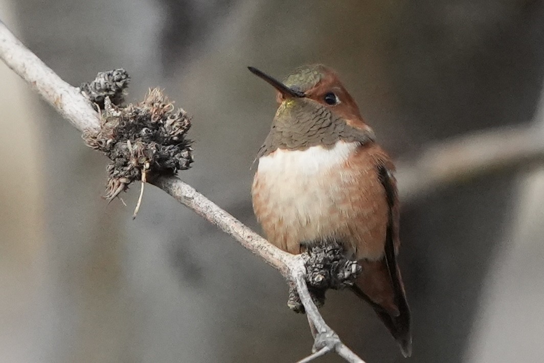 Rufous Hummingbird - ML411522671